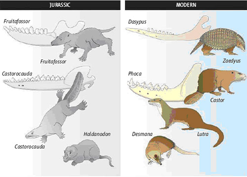 Юрские и соответствующие им современные млекопитающие демонстрируют замечательное сходство приспособлений, внешнего облика и образа жизни. Попробуйте угадать, кто из них примитивнее! Томас Мартин констатирует ничью (из статьи в Nature)