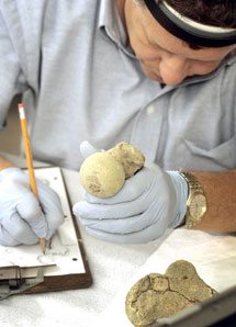 Доктор Дуглас Оуслей исследует различные особенности правого бедра Кенневикского человека (фото Chip Clark, Smithsonian Institution/AP с сайта www.theglobeandmail.com)