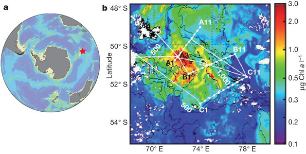 а — положение Кергеленского плато (показано звездочкой) в Южном океане; b — распределение хлорофилла в поверхностных водах в районе Кергеленского плато. Пятно «цветения» занимает площадь около 45000 км2. Благодаря реминерализации железа (повторного возвращения его в круговорот) и поддержанию высокой продукции фитопланктона здесь происходит активное связывание СО2. На рисунке b белыми линиями показаны маршруты научно-исследовательского судна «Марион Дюфресн». Белые точки с цифрами — это станции (места взятия проб) и их номера. Особенно подробно сопоставляли процессы на станции A3 (в центре пятна цветения) и C11 (за пределами пятна). Шкала справа показывает концентрацию хлорофилла «а». Рис. из обсуждаемой статьи в Nature