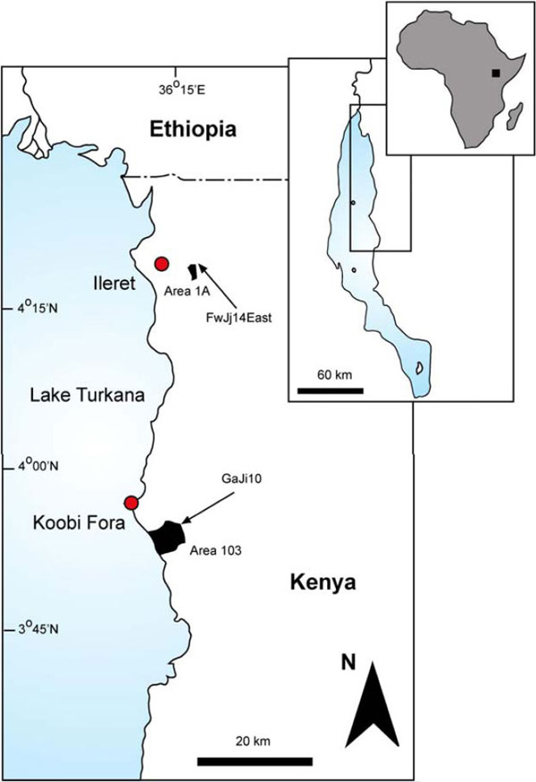 Расположение ископаемых следов на берегу оз. Туркана: FwJj14East — новые находки в урочище Илерет, GaJi10 — следы, найденные в 1978–79 гг. в 45 км южнее от Илерета, в урочище Кооби-Фора. Схема из дополнительных материалов к обсуждаемой статье в Science