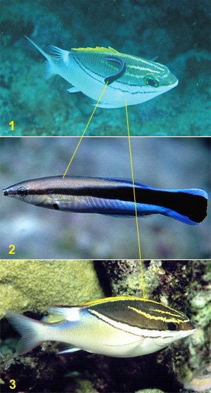 1 — чистильщик (мелкая синяя, похожая на вьюна рыбка) обслуживает «клиента» (фото из статьи Lee Alan Dugatkin. Animal behaviour: Trust in fish. Nature. 2006. V.441. P.937-938); 2 — чистильщик Labroides dimidiatus (фото с сайта careux.free.fr); 3 — его «клиент» Scolopsis bilineatus (фото с сайта www.ddec.nc)
