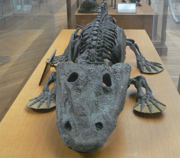 Современник и родич геробатрахуса — полутораметровый темноспондильный лабиринтодонт Eryops. Изображение с сайта www.fossilmuseum.net