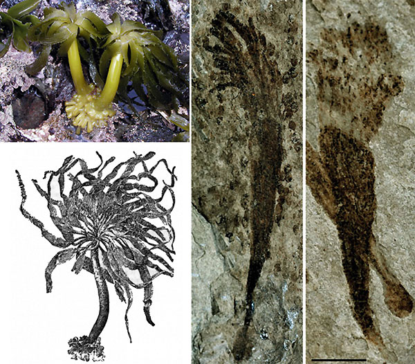 Слева — современная бурая водоросль постельсия Postelsia palmaeformis (фото с сайта sanctuarysimon.org); справа — отпечатки с морфологией первого типа из формации Ланьтянь, длина масштабной линейки 3 мм (фото из обсуждаемой статьи Xunlai Yuan, et al. в Nature). План строения древнейших макроводорослей и современных довольно схож