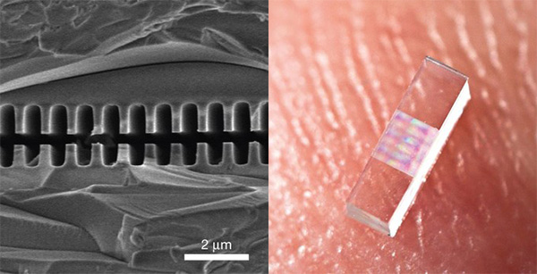 Электронная микрофотография зазора между двумя решетками (слева) и вся структура целиком на кончике пальца (справа)