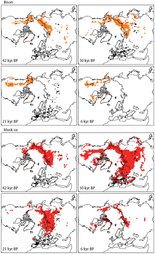 То же для бизона и овцебыка