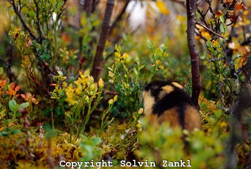Норвежский лемминг особенно красив осенью. На снимке он среди зарослей черники, мхов и карликовой березы. Фото: Solvin Zankl с сайта www.solvinzankl.com