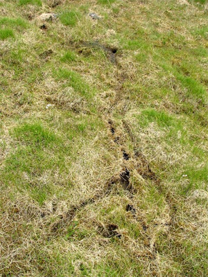 После того как в тундре сойдет снег, во многих местах остаются следы ходов, которые лемминги сделали зимой. В данном случае это ходы сибирского лемминга (Lemmus sibiricus) на Таймыре. Фото с сайта www.mulder-natuurlijk.nl