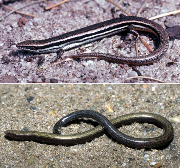Вверху: ящерица Lerista microtis с хорошо развитыми пятипалыми конечностями. Внизу: Lerista ameles — вид, почти полностью утративший конечности. Фото Марка Хатчинсона, одного из авторов обсуждаемой статьи в BMC Evolutionary Biology, с сайта www.hermonslade.org.au
