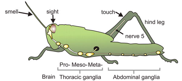 Cхема строения нимфы (личиночной стадии) пустынной саранчи с указанием путей воздействия стимулов, вызывающих образование серотонина в грудном ганглии (выделено черным). Антенны (усики) воспринимают запах других особей, глаза их видят, задние ноги воспринимают тактильные сигналы, а проходящий там нерв — стимуляцию электрическим током. Желтым цветом показаны нервная цепочка, головной ганглий (brain), брюшные ганглии (abdominal) и скопления трех грудных (thoracic) ганглиев. Рис. из обсуждаемой статьи в Science