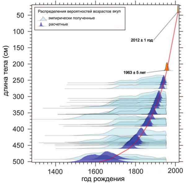 Рис. 2. Зависимость «углеродного возраста» акул (рассчитанного по содержанию изотопа 14C в ядре хрусталика) от их размера