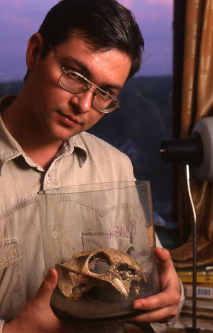 Палеонтолог Алексей Лопатин, один из авторов статьи в Science, с черепом делектозавра — тероморфной (зверообразной) рептилии, родственной предкам млекопитающих. Черепу около 250-260 млн лет (конец пермского периода). Фото М. Арефьева с сайта «Проблемы эволюции»