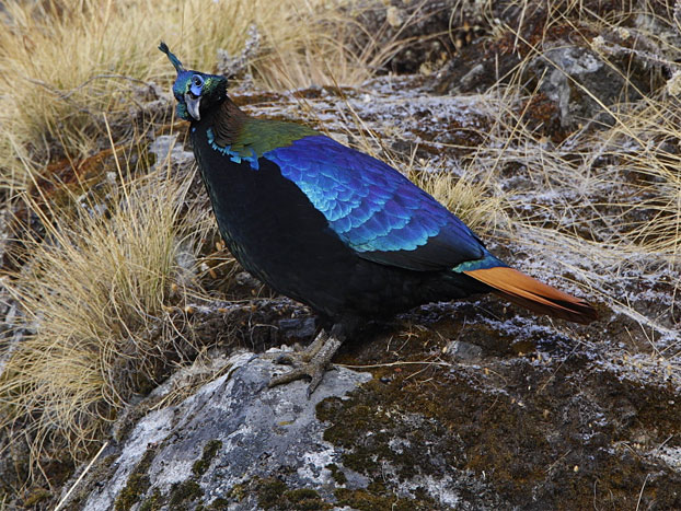 Гималайский монал (<i>Lophophorus impejanus</i>) — фазан, который летом живет среди альпийских лугов, а на зиму спускается в ниже расположенные леса. Фото © Rajiv Lather с сайта www.birding.in