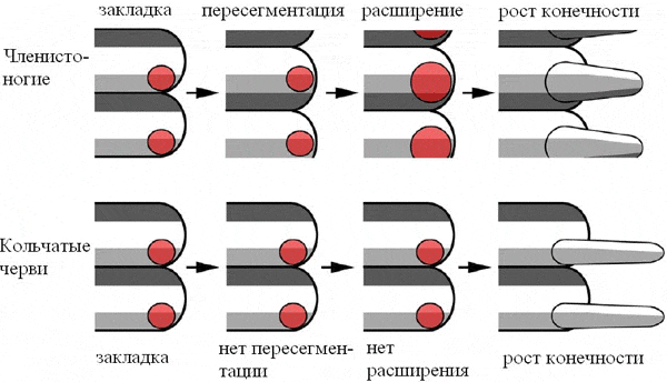 Схема формирования сегментов и конечностей у кольчатых червей и членистоногих. Рис. из обсуждаемой статьи в Frontiers in Zoology
