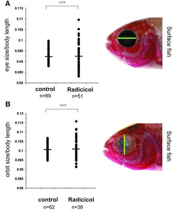Изменчивость диаметра глаз (A) и глазниц (B) у мальков поверхностных форм, обработанных радициколом