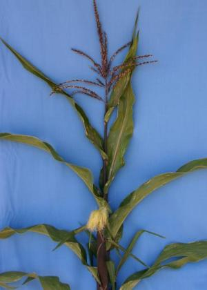 Пурпурная окраска стебля кукурузы свидетельствует об активной работе генов, участвующих в синтезе пигмента антоциана. В результате «парамутации» стебель может стать из пурпурного зеленым без изменения генотипа, то есть последовательности нуклеотидов в ДНК. (Фото с сайта www.sciencedaily.com)