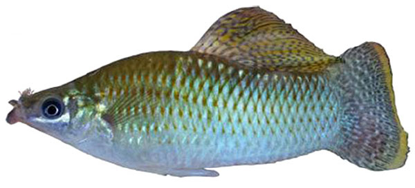 Самец моллинезии (Poecilia sphenops) с усами над верхней губой. Фото из обсуждаемой статьи в Behavioral Ecology and Sociobiology