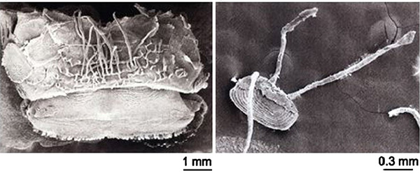 Микрофотографии усов при разных увеличениях. Справа показана отдельная чешуйка, с задней части которой эпидермис удален, а на переднем краю сохранились два мягких эпидермальных выроста, из которых и состоят усы. Фото из обсуждаемой статьи в Behavioral Ecology and Sociobiology