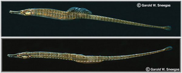 Самка Syngnathus scovelli с красивым спинным плавником и самец с выводковой сумкой на брюхе. Фото с сайта gwsphotos.com