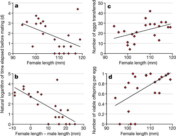 a, b — зависимость времени, потребовавшегося самке на соблазнение самца, от размера самки (a) и от разности размеров самца и самки (b). c, d — влияние размера самки на число яиц, помещенных в сумку самца (c), и на долю выживших эмбрионов (d). Для каждого самца показаны результаты по второй из двух беременностей. Рис. из обсуждаемой статьи в Nature