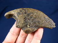 Габаритам первых гигантских млекопитающих могли позавидовать иные динозавры (на фото: десятисантиметровый коготь гигантского ленивца; плиоцен). Изображение с сайта www.fossilsonline.com