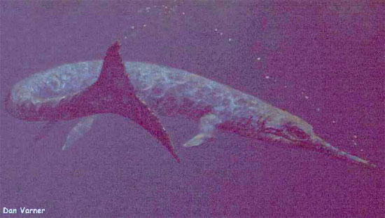 Морской крокодил <i>Geosaurus</i>. Морские крокодилы метриоринхиды успешно конкурировали с ихтиозаврами и другими водными рептилиями в морях и океанах юрского периода (рисунок Дэна Варнера с сайта www.oceansofkansas.com)