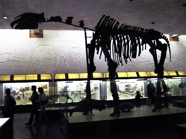 Рис. 1. Скелет гигантского безрогого носорога индрикотерия в московском Палеонтологическом музее. Фото с сайта evolbiol.ru