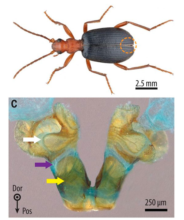 Рис. 2. Жук-бомбардир (Brachinus elongatulus) и строение его защитных желез