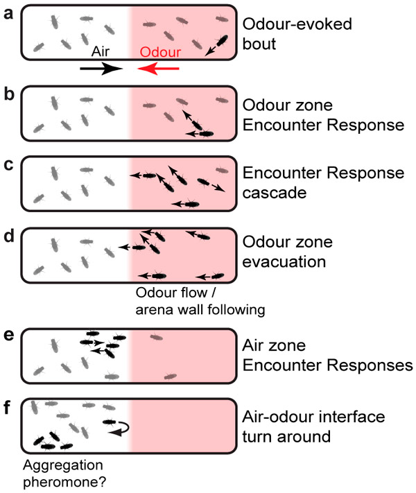 <b>Рис. 1.</b> Механизм коллективного ухода дрозофил от неприятного запаха