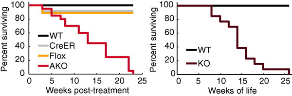 Рис. 2. Мыши, нокаутированные по гену MECP2 во взрослом возрасте (AKO, левый график), преждевременно умирают, так же, как и те, которые были нокаутированы по MECP2 с рождения (KO, правый график). При этом мыши дикого типа (WT, первый контроль), а также те, у кого не включена Cre-lox-система (CreER и Flox, второй и третий контроль), не показывают преждевременной смертности. Изображение из обсуждаемой статьи в Science