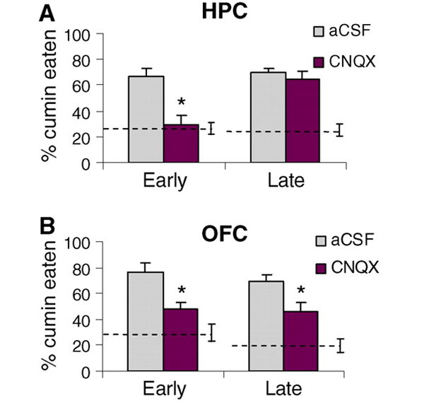 В начале консолидации воспоминаний важны функции и гиппокампа, и ГЛК; позже функция хранения и извлечения воспоминаний переходит к ГЛК. Рис. из обсуждаемой статьи в Science