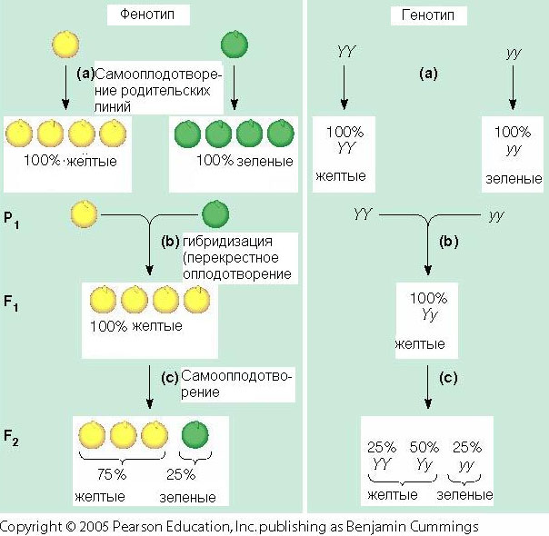 Схема опытов Менделя по скрещиванию гороха с желтыми и зелеными семенами (оригинал рисунка — с сайта www.mun.ca)