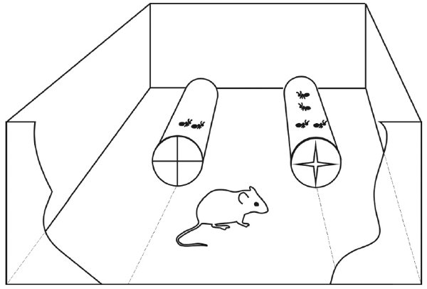 Рис. 3. Установка для проведения второй серии экспериментов. Каждой мыши предоставлялся выбор между двумя прозрачными тоннелями с разным числом муравьев.