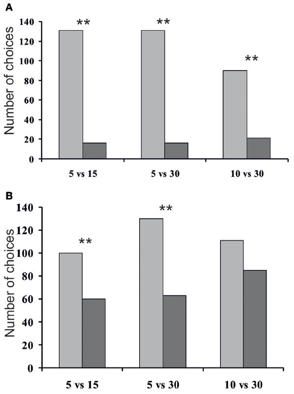 Рис. 4. Суммарное число выборов мышами тоннелей с разным (5, 10, 15 и 30) числом муравьев (А) и суммарное число прикосновений мышей ко входам тоннелей (В).