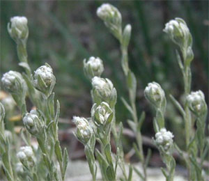 Micropus californicus. Этот вид наименее конкурентоспособен и, согласно динамике 2007 года, должен был бы в отсутствии разделения ниш сократить свою численность на 98%. Фото с сайта www.coepark.org