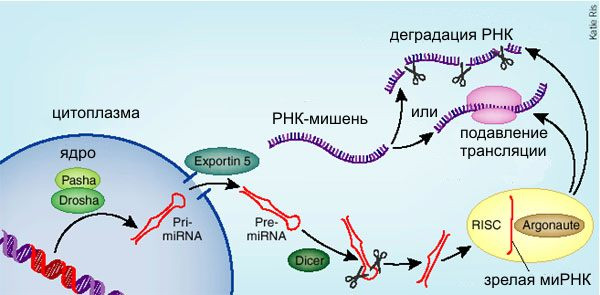 Регуляция работы генов при помощи миРНК. Pri-miRNA, Pre-miRNA — двухцепочечные молекулы РНК — предшественники миРНК. Pasha, Drosha, Exportin 5, Dicer, Argonaute — белки, участвующие в «производстве» и использовании миРНК (пояснения в тексте). Рис. с сайта www.nature.com