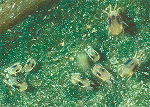 Паутинные клещи — опасные вредители и прекрасные лабораторные объекты. Фото с сайта plantdiagnostics.umd.edu