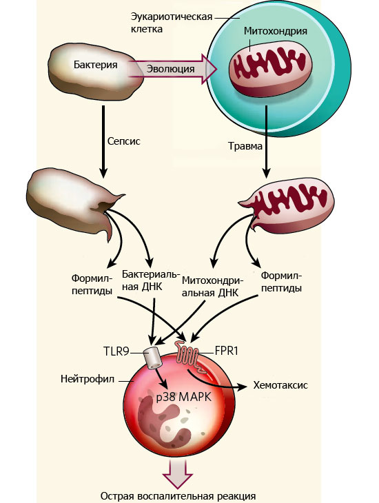 Схема, объясняющая сходство иммунной реакции при травме и инфекции. Митохондрии сохранили в структуре своих белков и ДНК специфические бактериальные признаки. Поэтому вещества, попадающие в кровь при разрушении митохондрий, провоцируют иммунный ответ. Рисунок из синопсиса к обсуждаемой статье в Nature