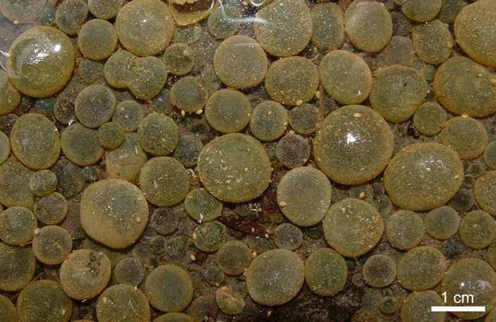 Современный аналог эдиакарских Beltanelliformis — сферические колонии пресноводных цианобактерий Nostoc communis