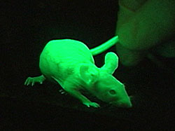 Светящаяся мышь (фото с сайта www.sciencentral.com)