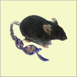 Прочтенные геномы наших близких родственников — шимпанзе и макака резуса — несколько затмили другое недавнее достижение генетиков — прочтение генома мыши. Однако именно сравнение человеческого генома с мышиным позволило американским ученым обнаружить принципиально новый и весьма необычный механизм генной регуляции. (Изображение с сайта www.sanger.ac.uk)