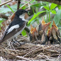 Мухоловки-пеструшки могут переходить на немоногамные отношения при изменении условий окружающей среды