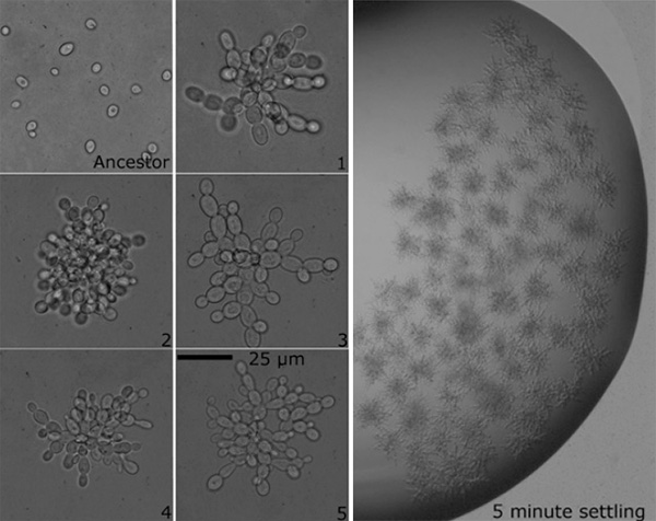 Многоклеточные кластеры, названные снежинками, которые получили в ходе отбора на многоклеточность