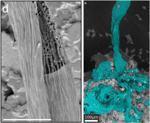 Визуализация микрофибрилл стебелька
