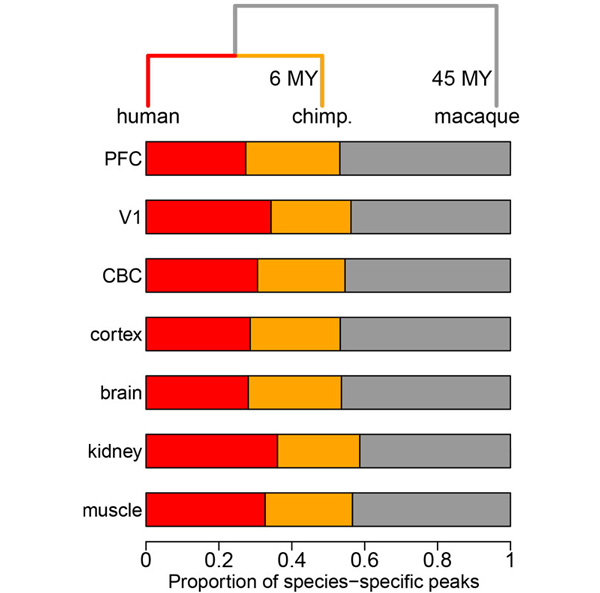 Доля генов с измененным уровнем экспрессии в линии приматов