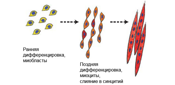 Рис. 1. Иллюстрация дифференциации миобластов и слияния их в единый многоядерный синцитий