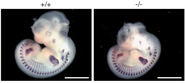 Рис. 2. Сравнение нормального (+/+) и гомозиготного по отсутствию гена миомейкера (–/–) зародышей на 12,5 день