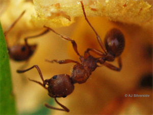 Муравей Myrmica ruginodis (рабочая особь). Фото © A.J.Silverside с сайта www-biol.paisley.ac.uk