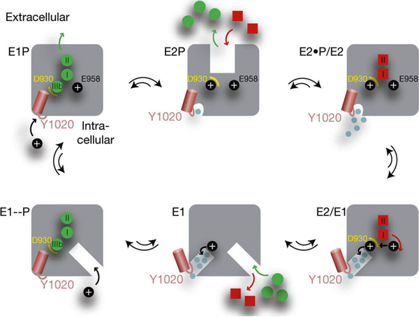 Предполагаемый механизм работы натрий-калиевого насоса. Изображение из обсуждаемой статьи в Nature