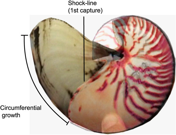 Наложение двух фотографий, сделанных с интервалом в 2,5 года. Хорошо видно, как совмещается рисунок полос на раковине, а также видна шоковая линия, маркирующая момент первой поимки моллюска. Для этого экземпляра скорость роста оказалась 0,061 мм в день, что примерно соответствует средней скорости роста. Рис. из обсуждаемой статьи «Nautilus pompilius Life History and Demographics at the Osprey Reef Seamount, Coral Sea, Australia» в PLoS ONE