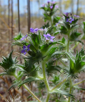 Navarretia atractyloides. На основании популяционной динамики 2007 года этот вид, при отсутствии разделения по нишам, должен был бы удвоить свою численность на следующий год. Фото с сайта calphotos.berkeley.edu